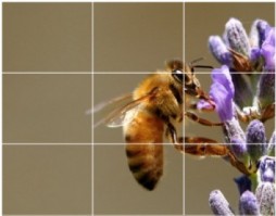 use of rule of thirds in photography